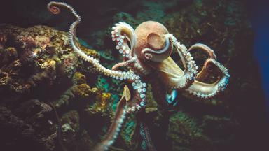 Oktopus