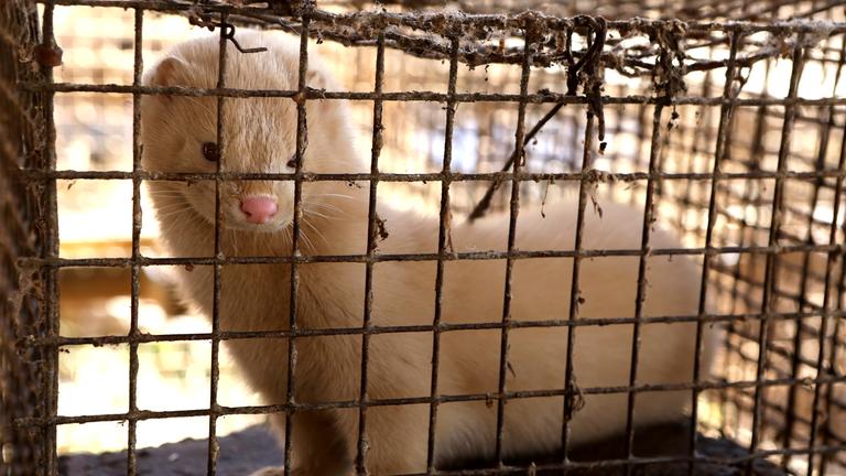 Nerz in Käfig auf Nerzfarm