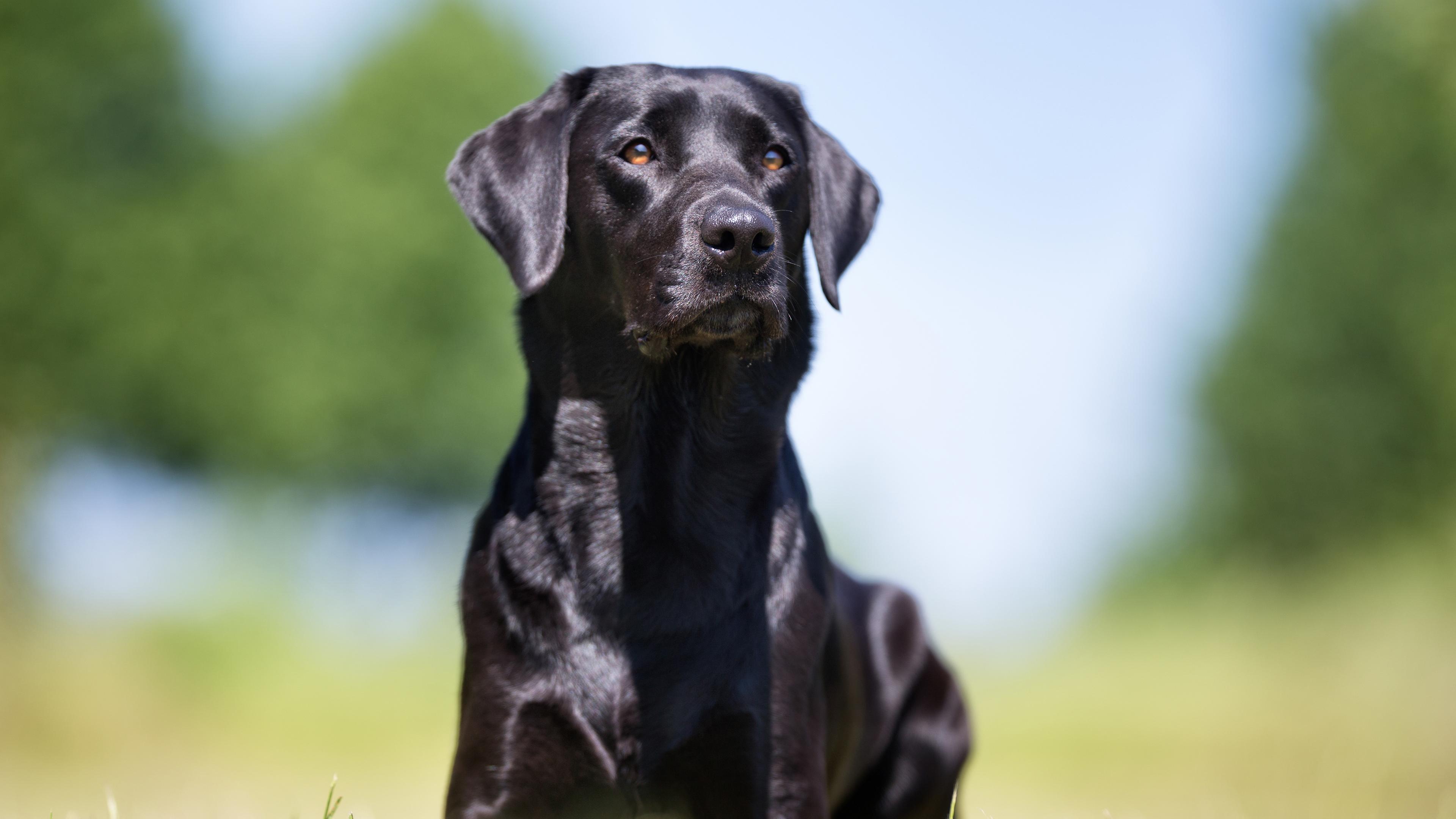 Labrador Retriever Hund