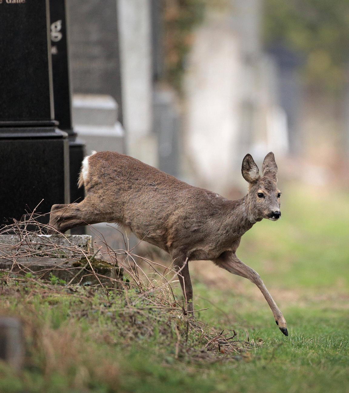 Reh auf einem Friedhof