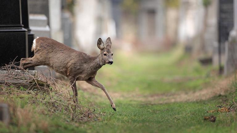Reh auf einem Friedhof