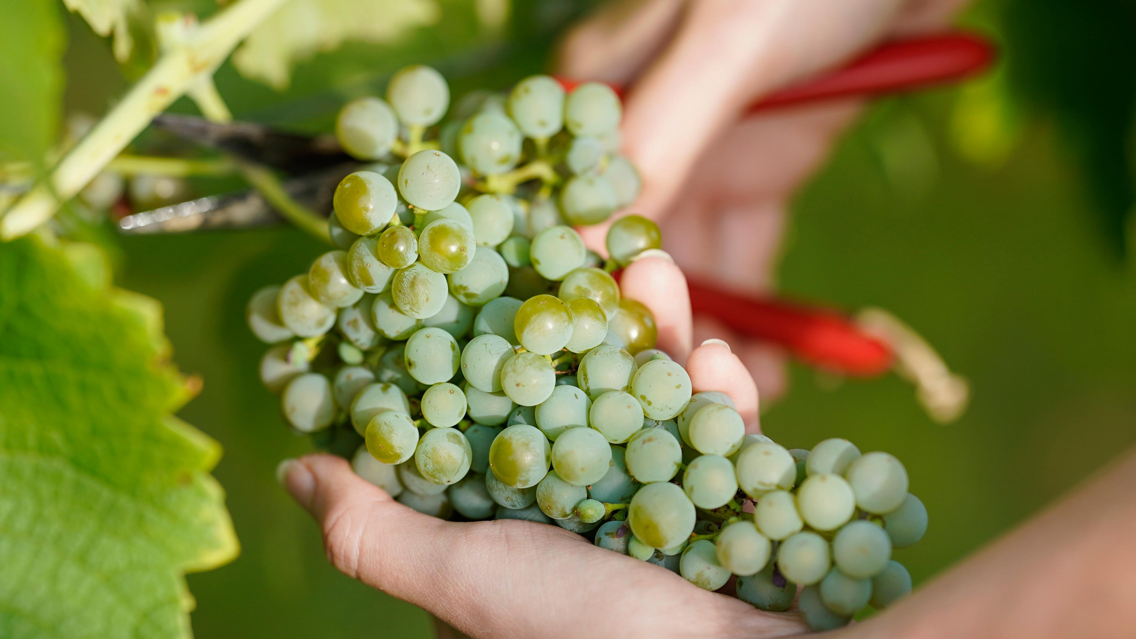 Weinlese