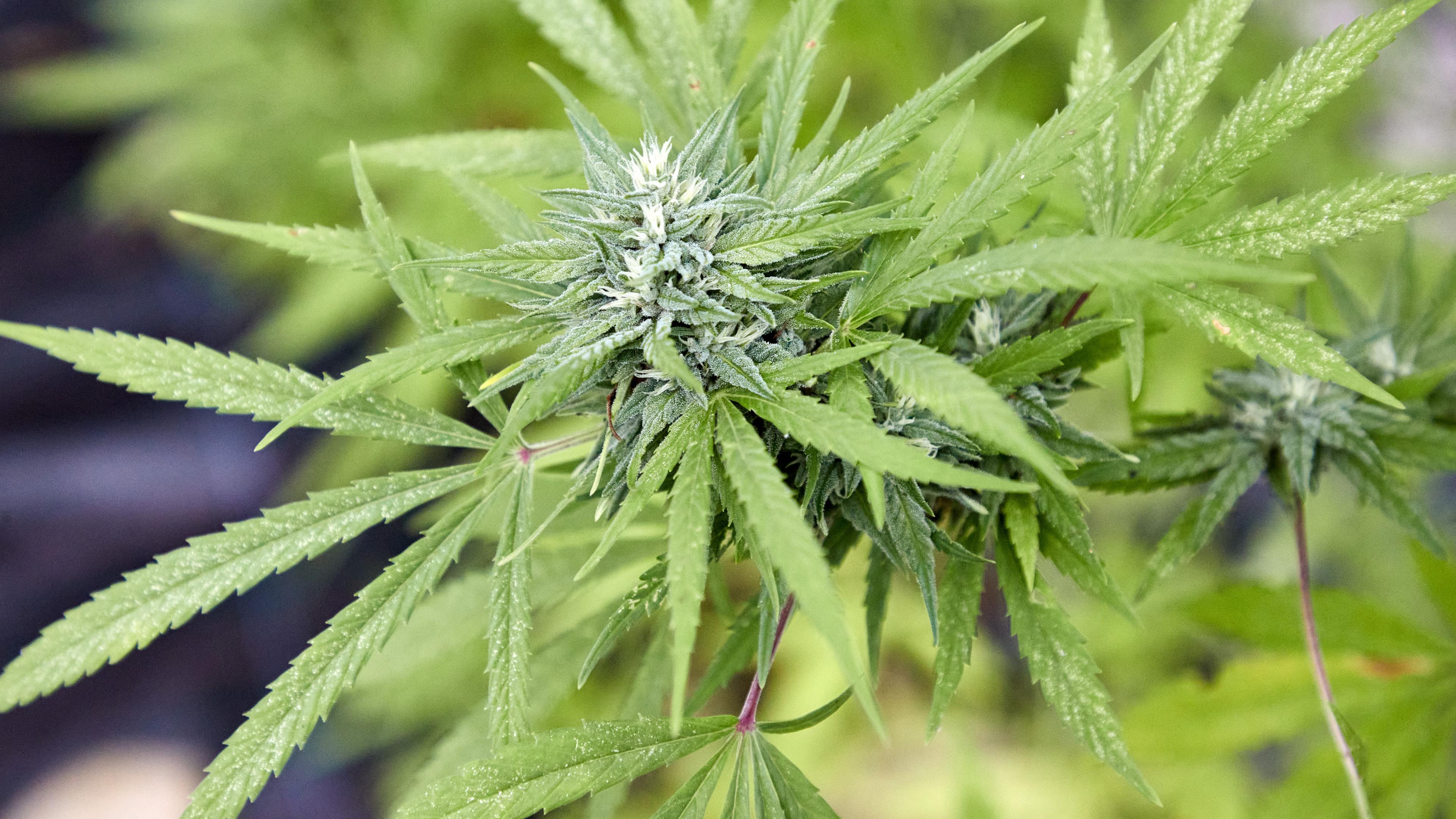 Erntefest des Cannabis Social Club Hamburg