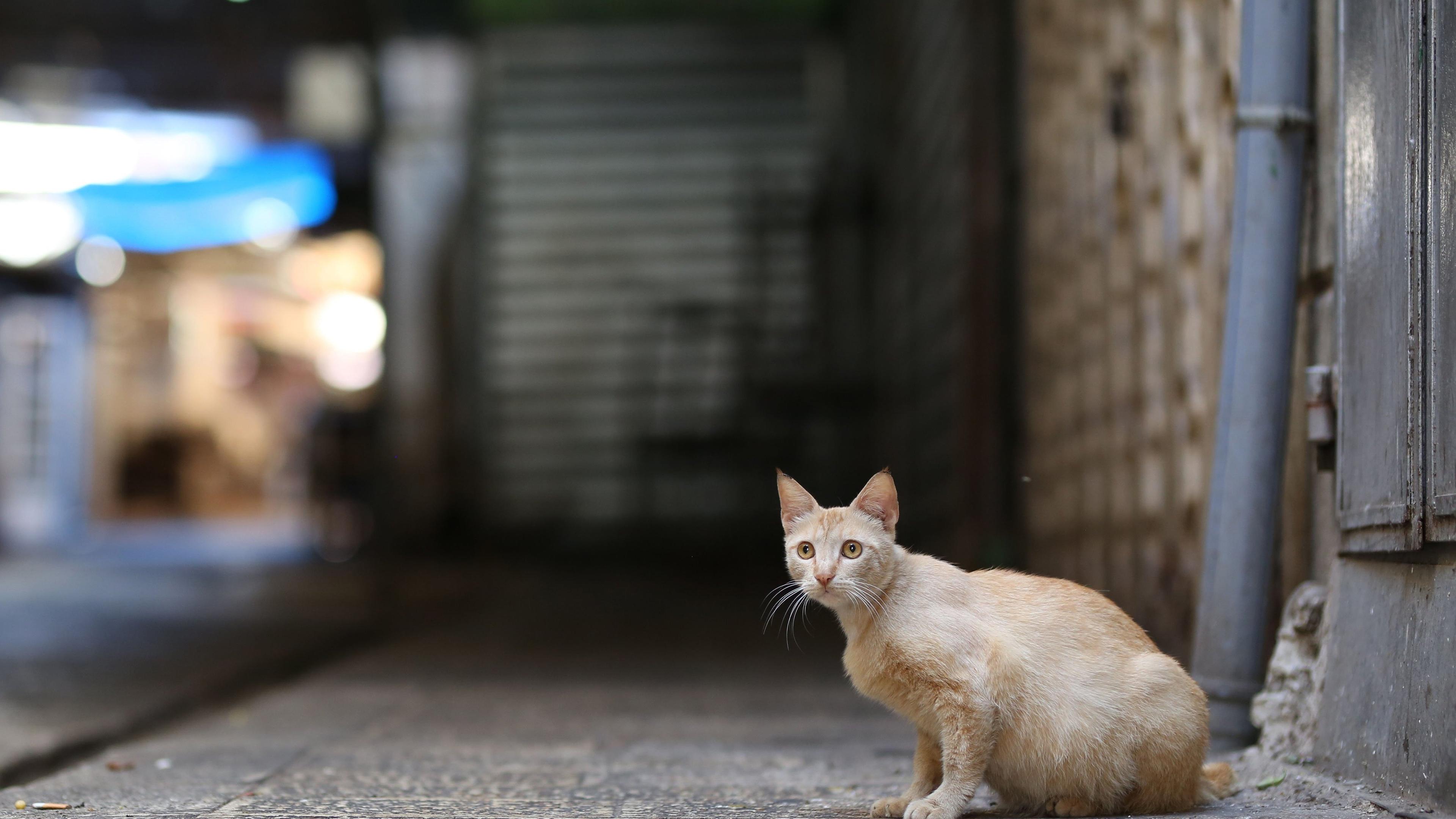 Straßenkatze