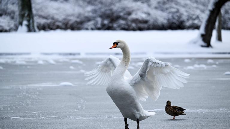 Schwan auf gefrorenem See in einem Park