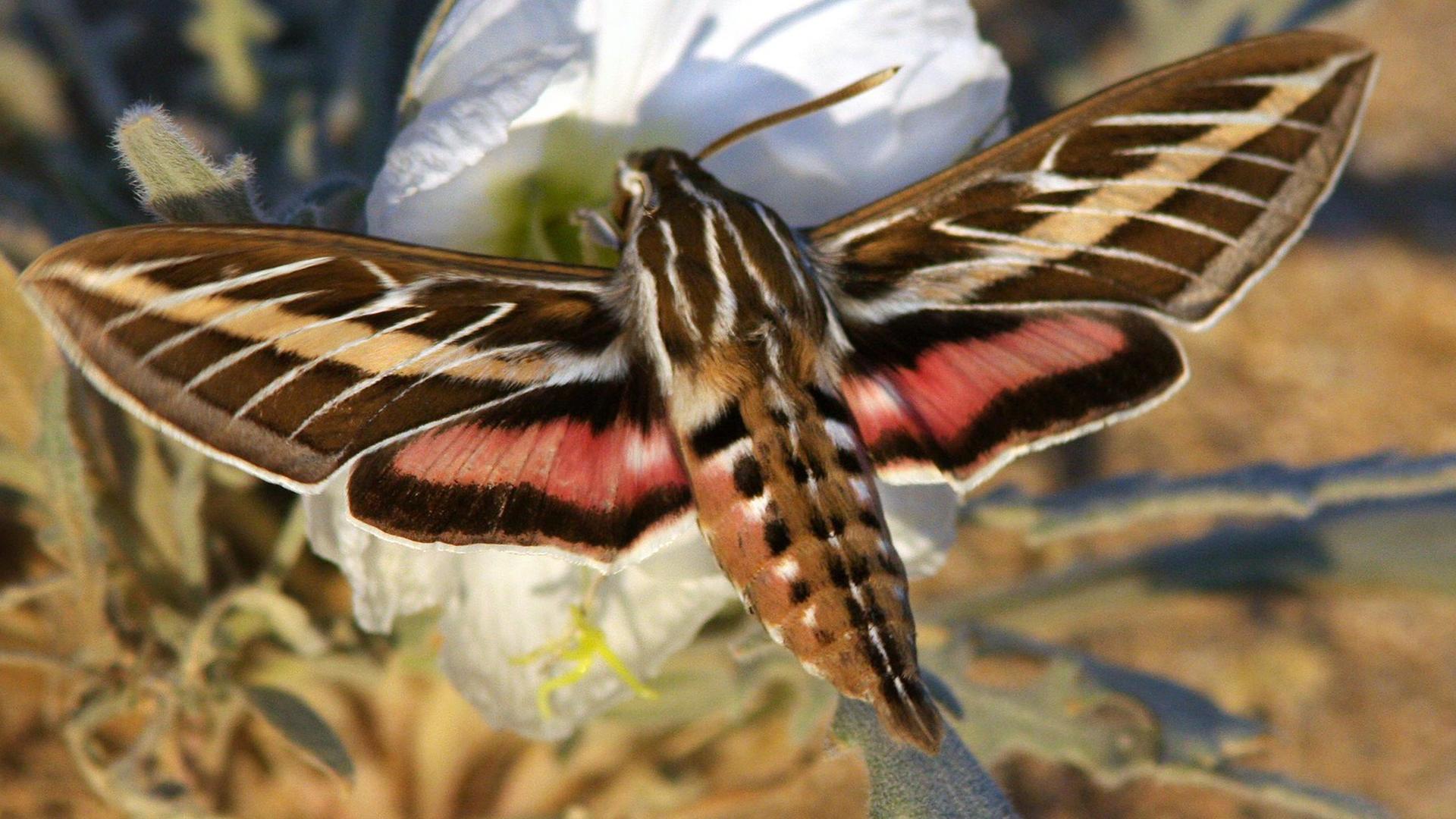 Verschmutzte Luft beeinträchtigt Geruchserkennung von Insekten