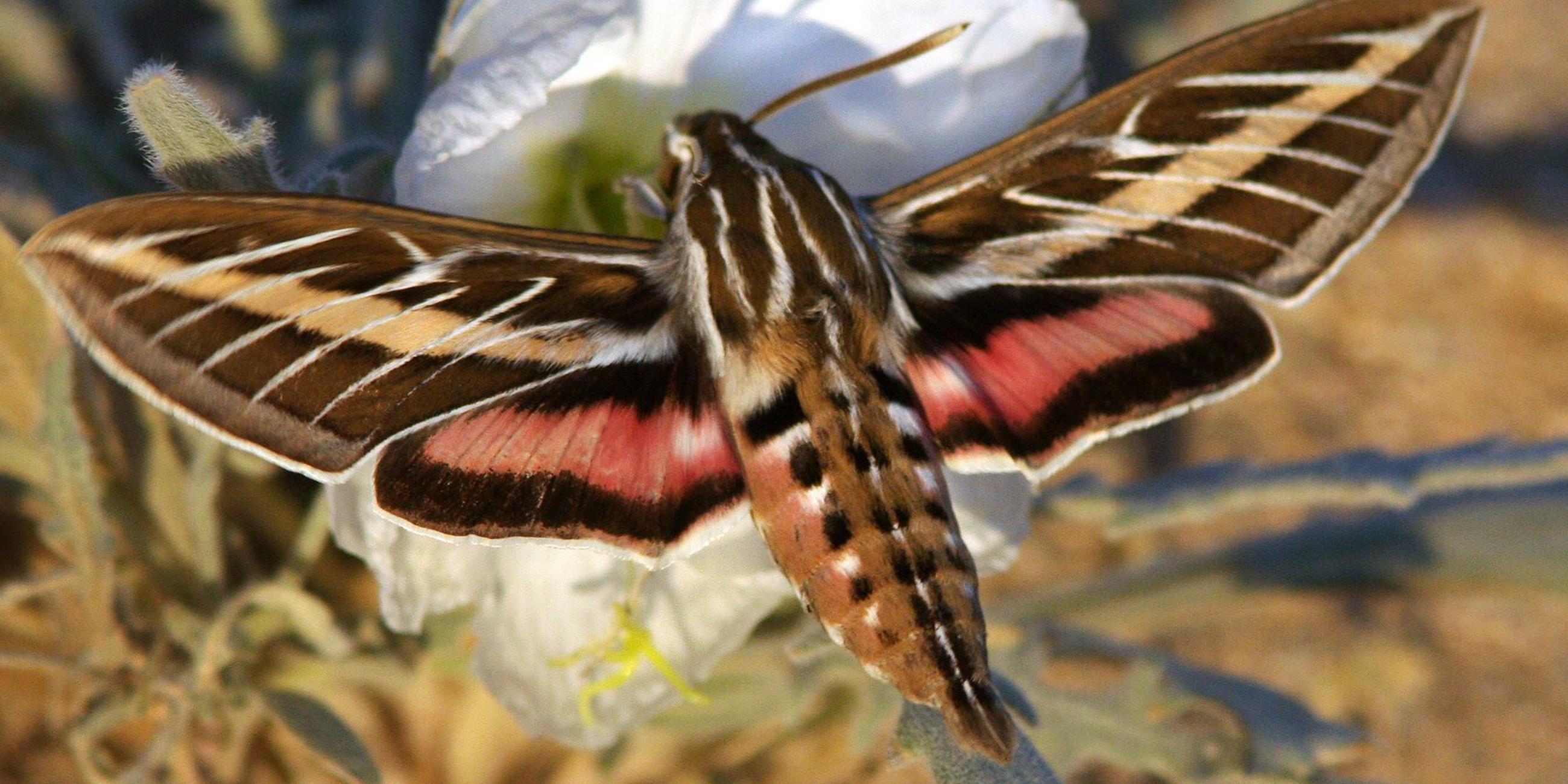 Verschmutzte Luft beeinträchtigt Geruchserkennung von Insekten