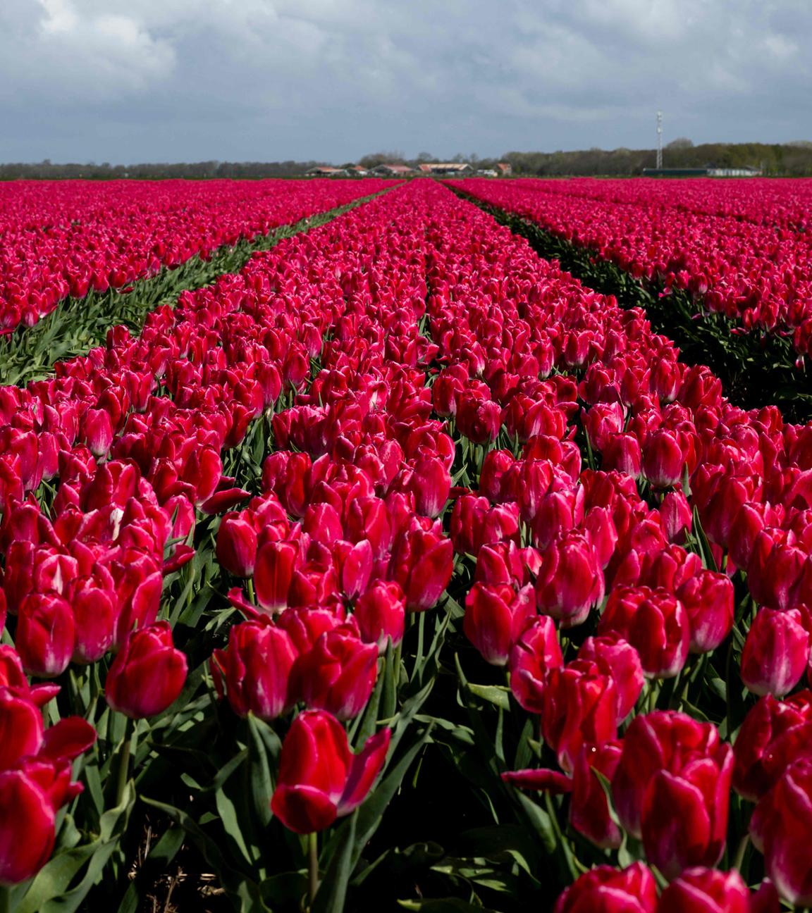 Tulpenfeld in den Niederlanden