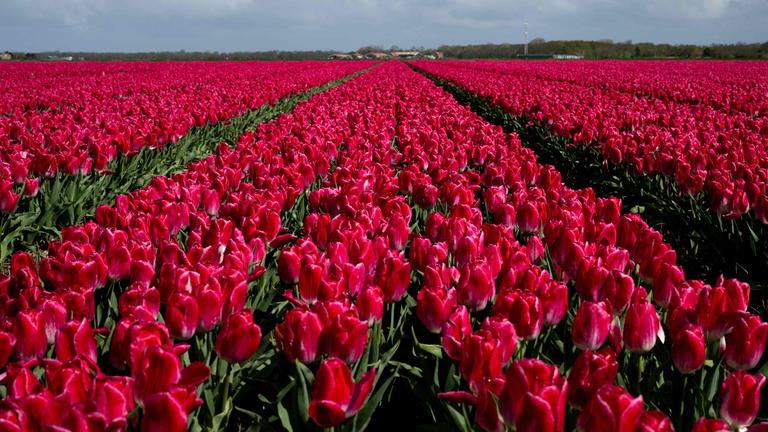 Tulpenfeld in den Niederlanden