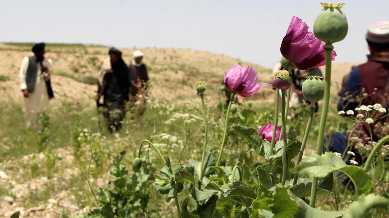 Taliban security forces destroy poppy fields in Zabul