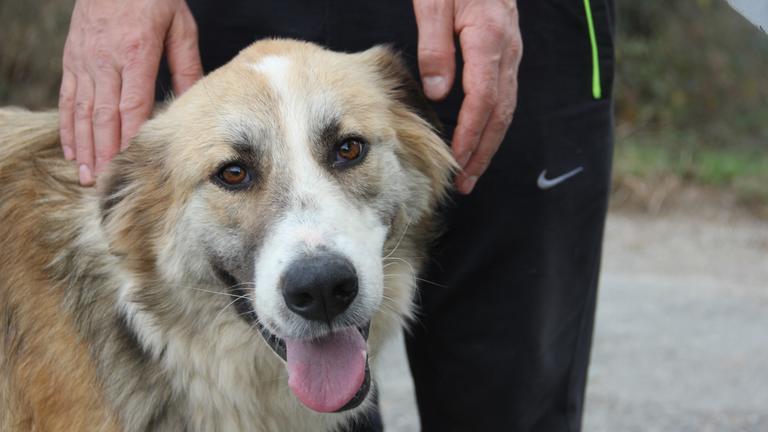 Ein Straßenhund in der Türkei