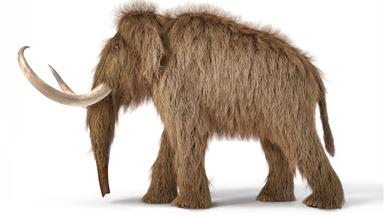 Wollhaarmammut - 3D-Illustration