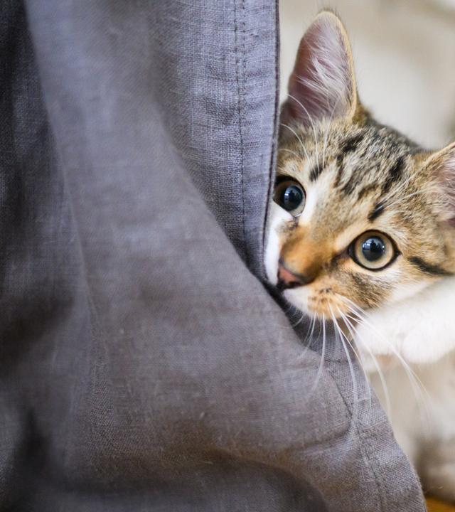 Katze