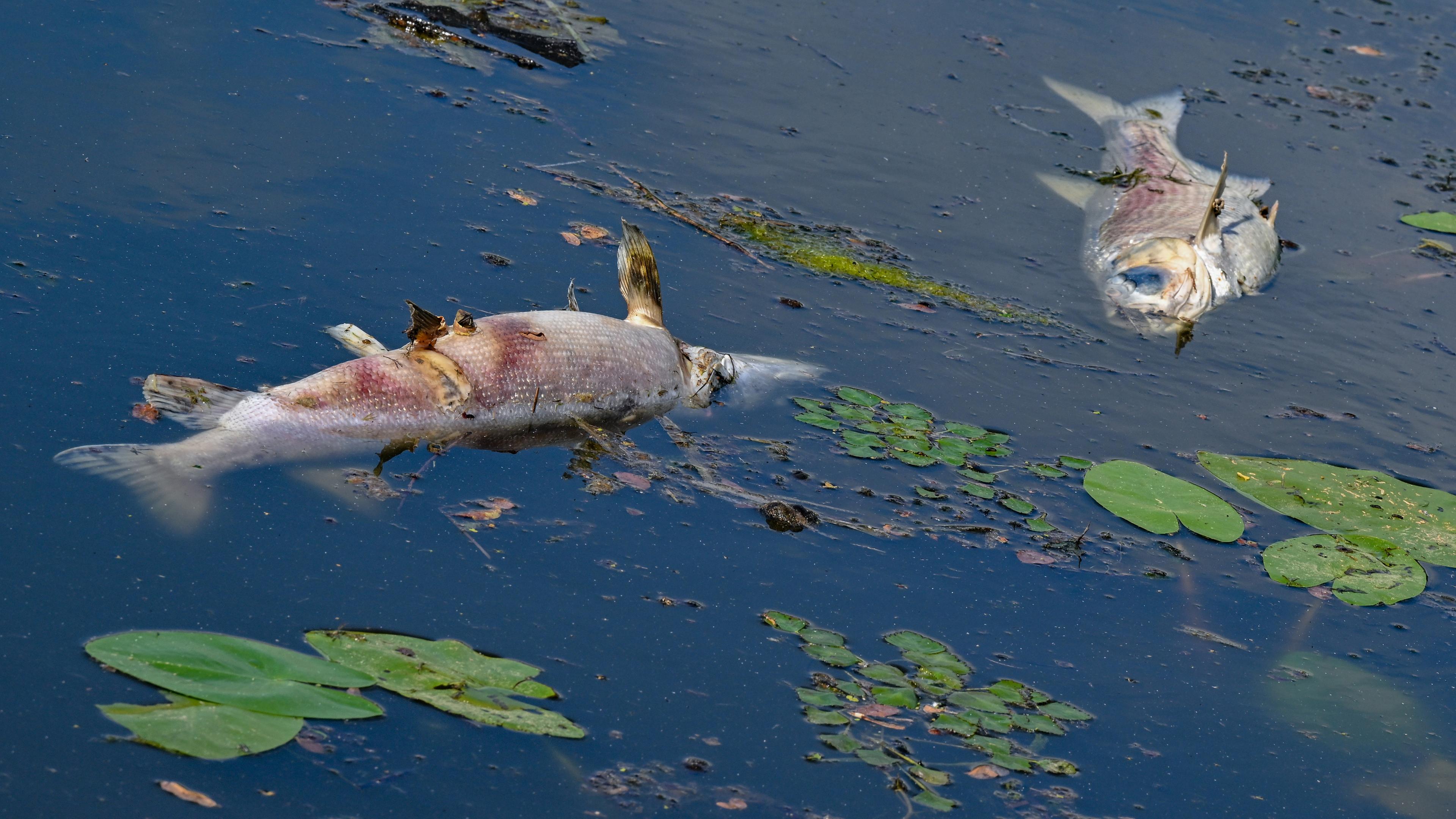Erneut tote Fische