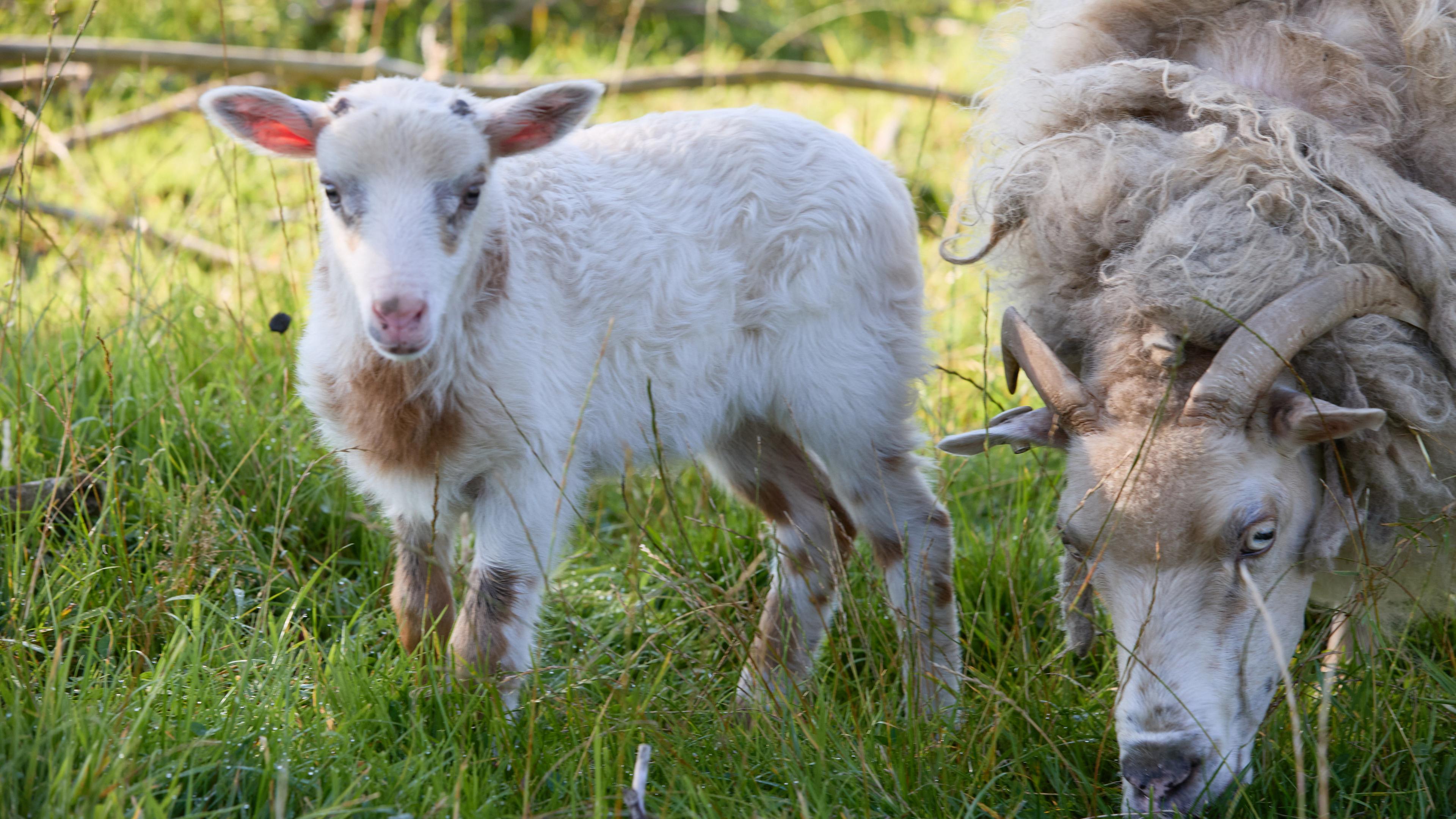 Schaf und Ziege zeugen mutmaßlich "Schiege"