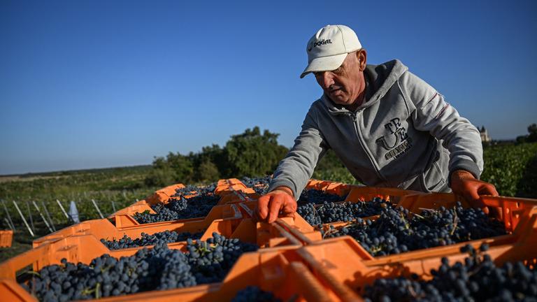 Winzer in der Türkei