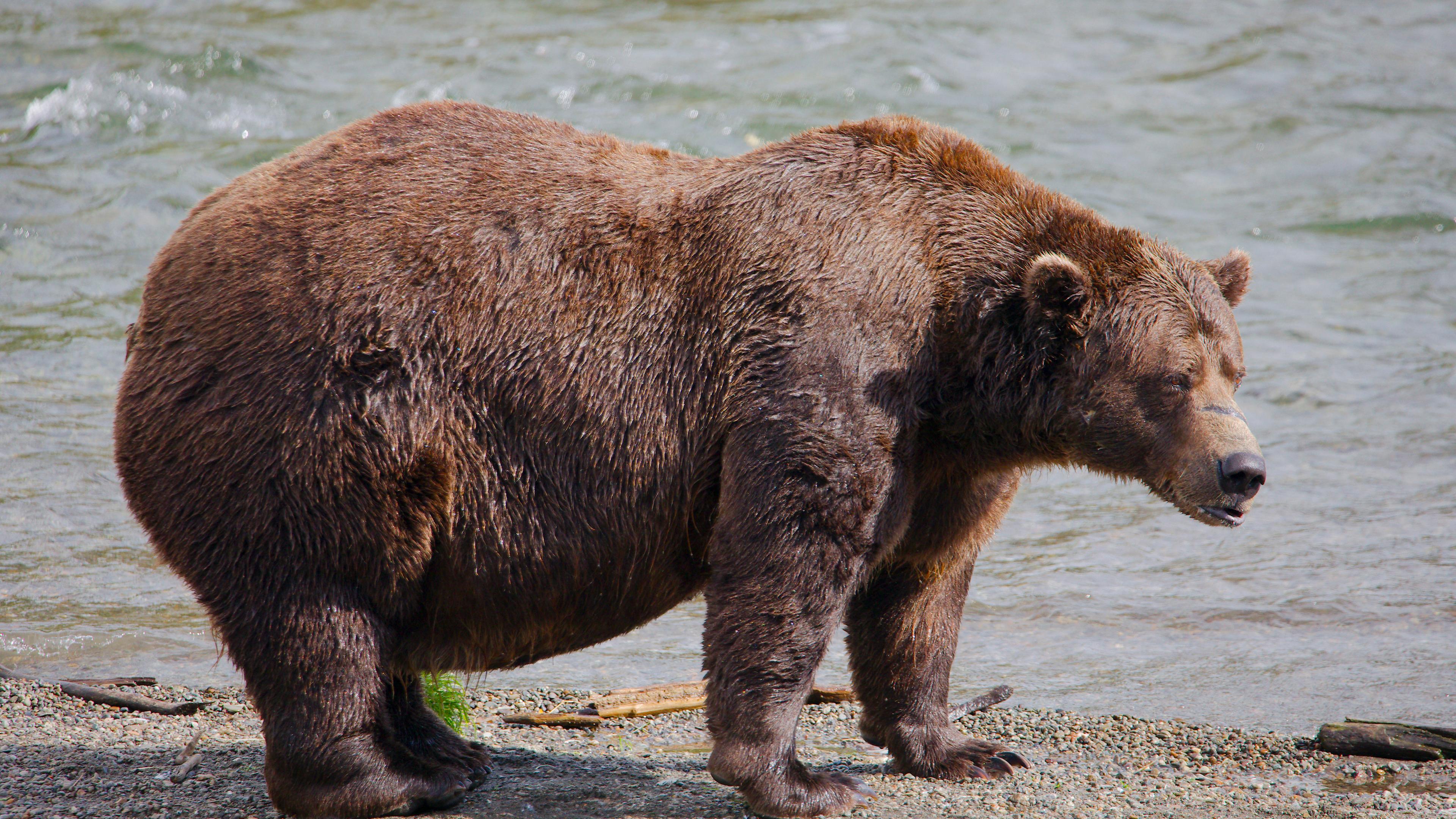 Fat Bear-Wahl