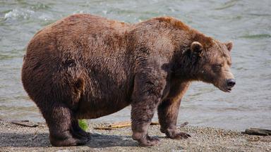 Fat Bear-Wahl