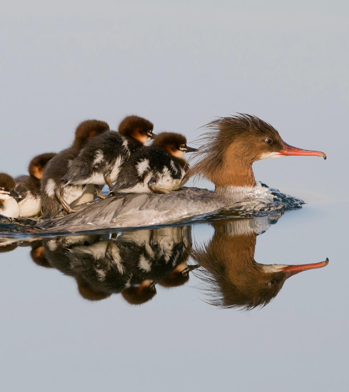 Gänsesäger / Common Merganser / Mergus merganser