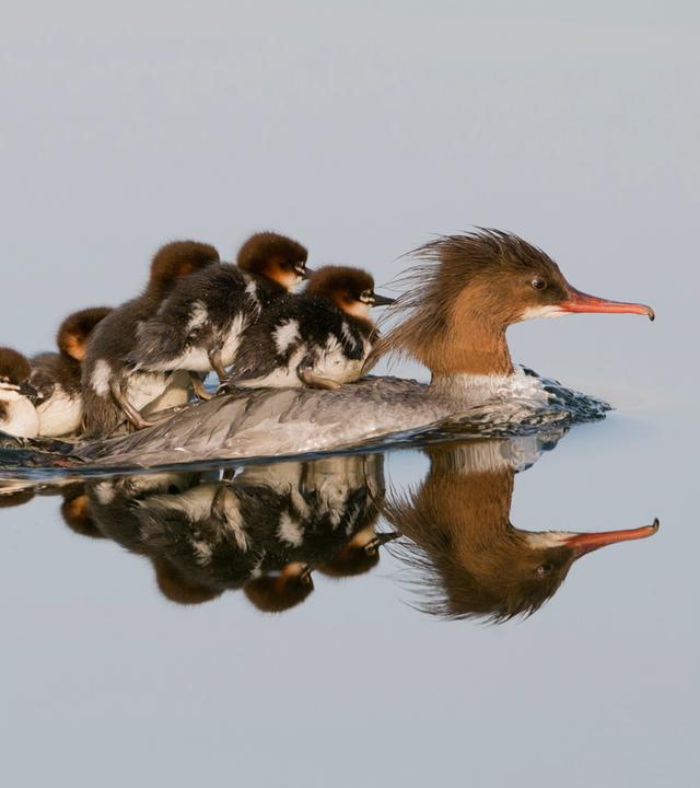 Gänsesäger / Common Merganser / Mergus merganser