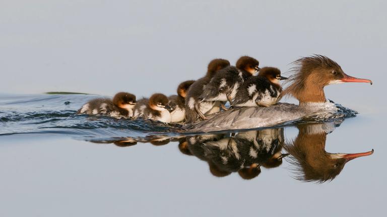 Gänsesäger / Common Merganser / Mergus merganser