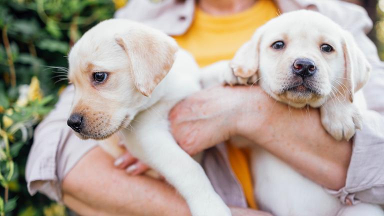 Eine Frau hält zwei Labrador Welpen im Arm