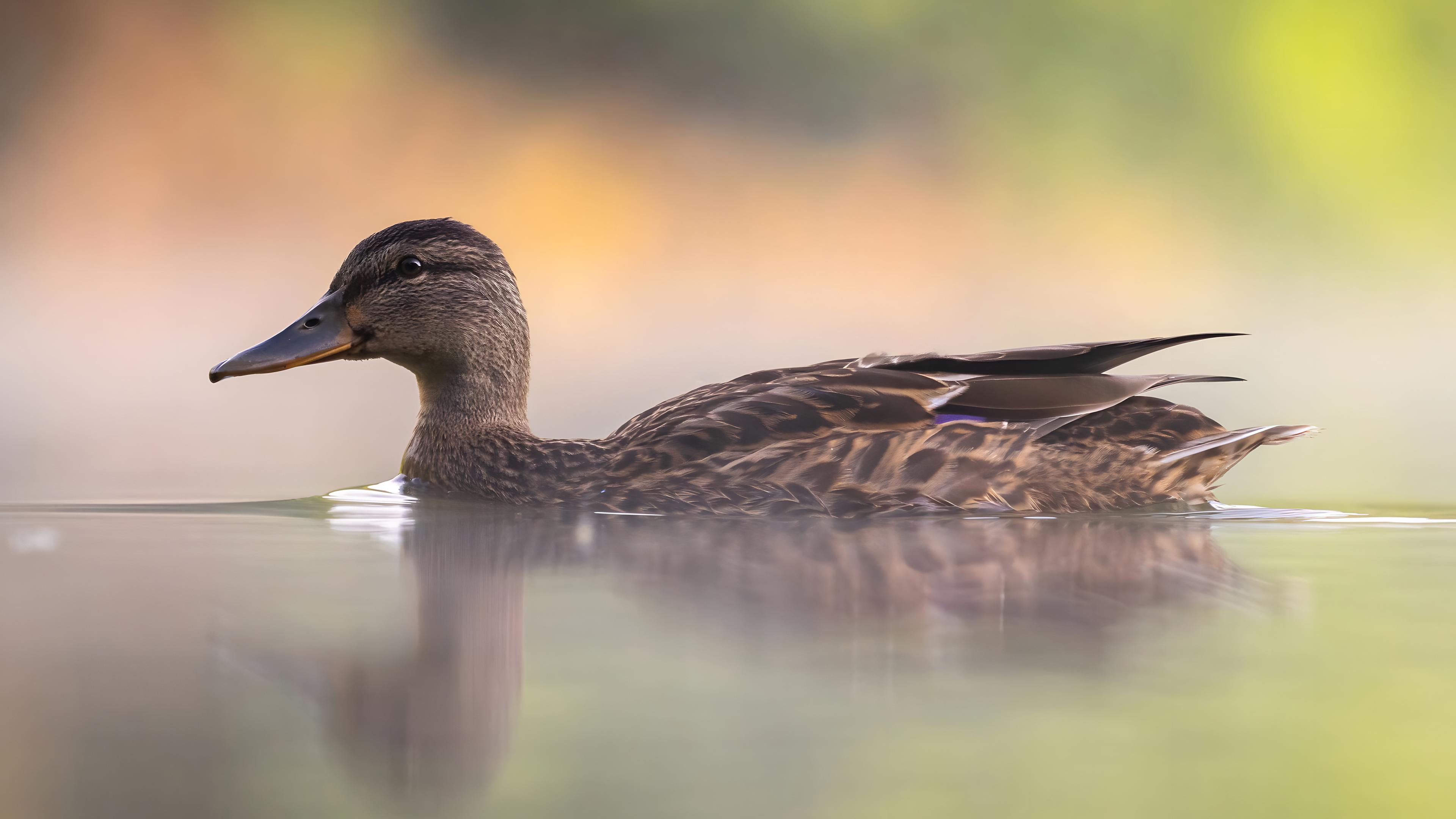 Wildente beim Schwimmen inmitten von schwebendem Nebel, Grünzeug im Hintergrund.