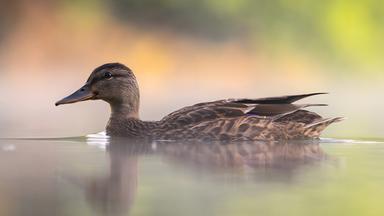 Wildente beim Schwimmen inmitten von schwebendem Nebel, Grünzeug im Hintergrund.