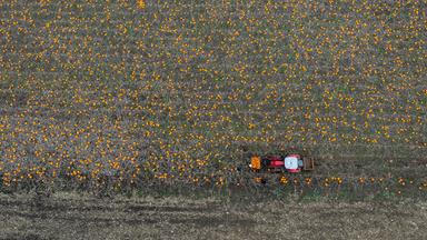 Landwirtschaft in Dänemark