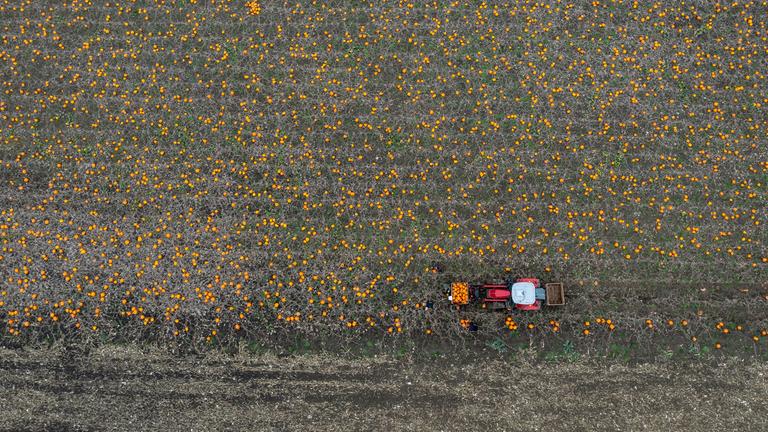 Landwirtschaft in Dänemark