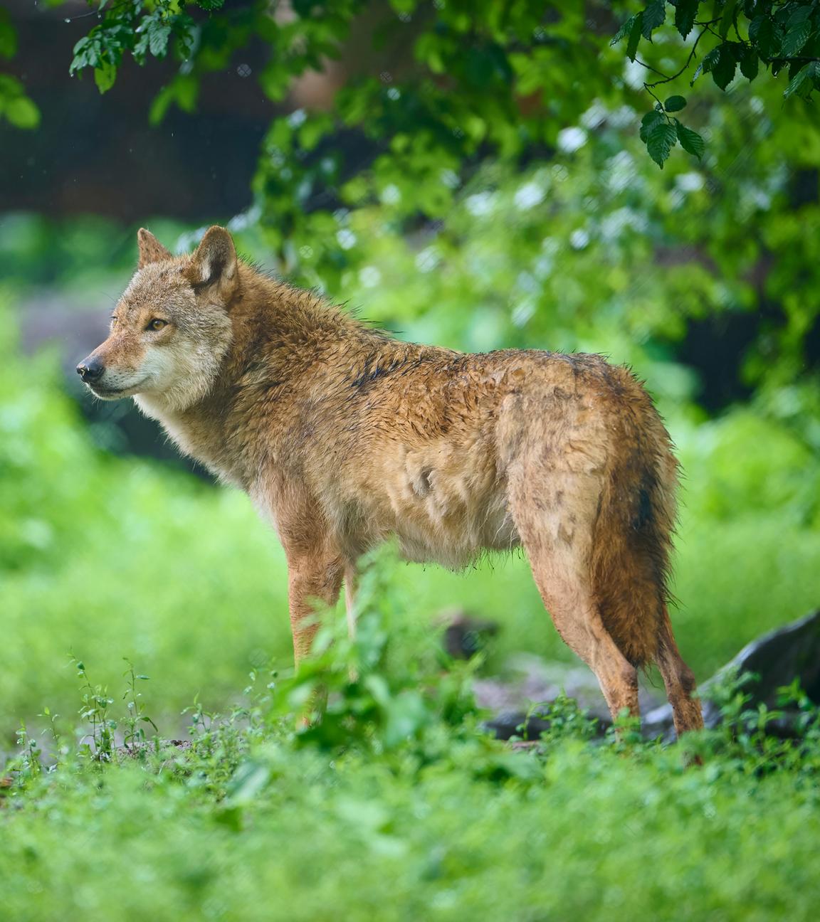 Wolf in einem Wald