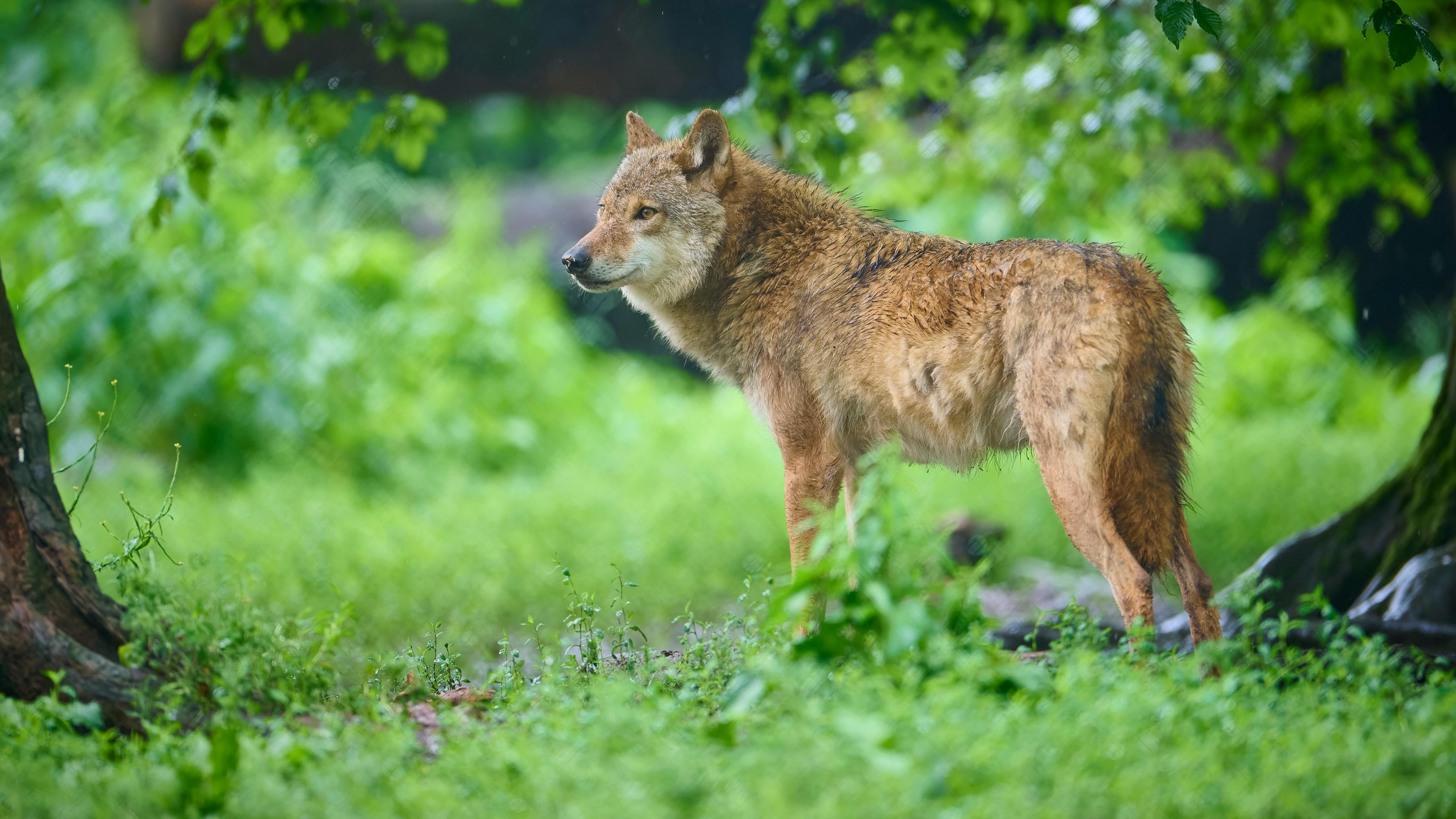 Wolf in einem Wald