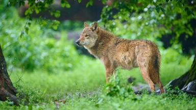 Wolf in einem Wald