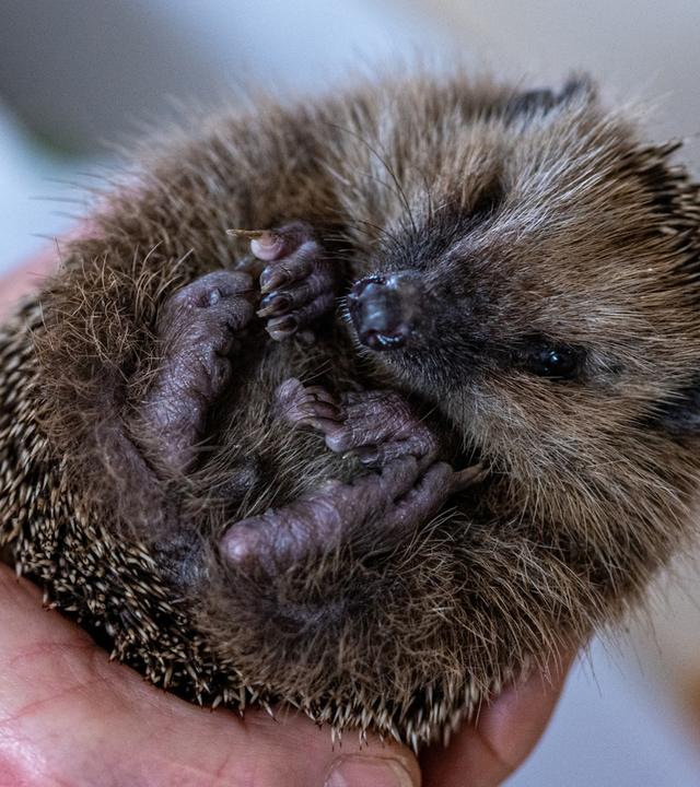 Hände halten einen Igel