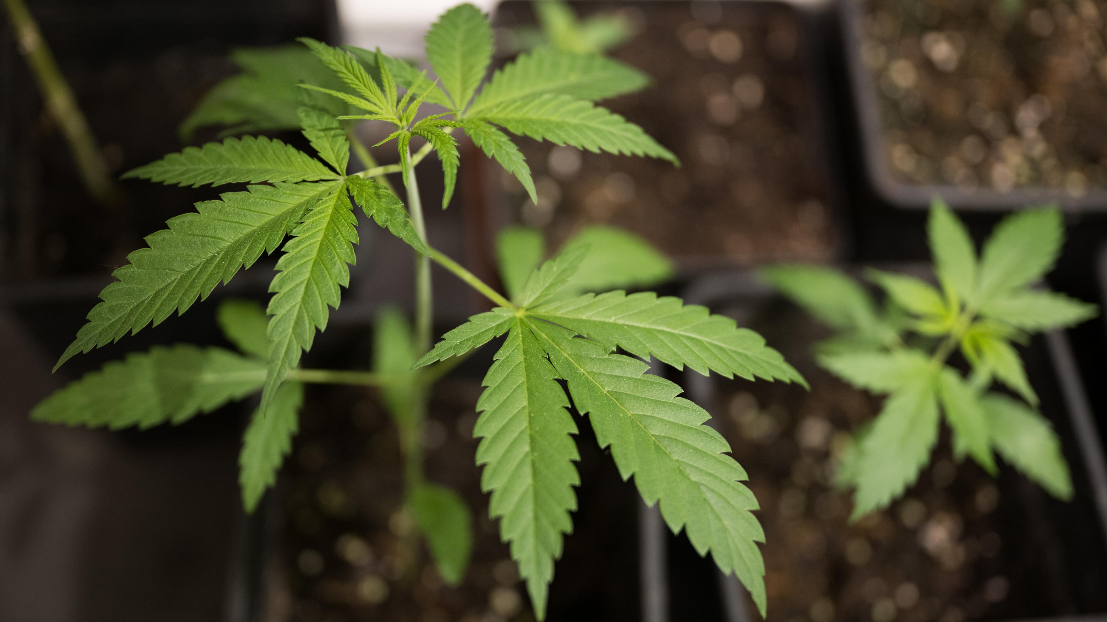 Cannabis-Anbau