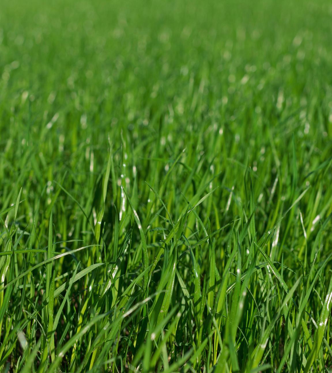 Junger Rasen in Nahaufnahme