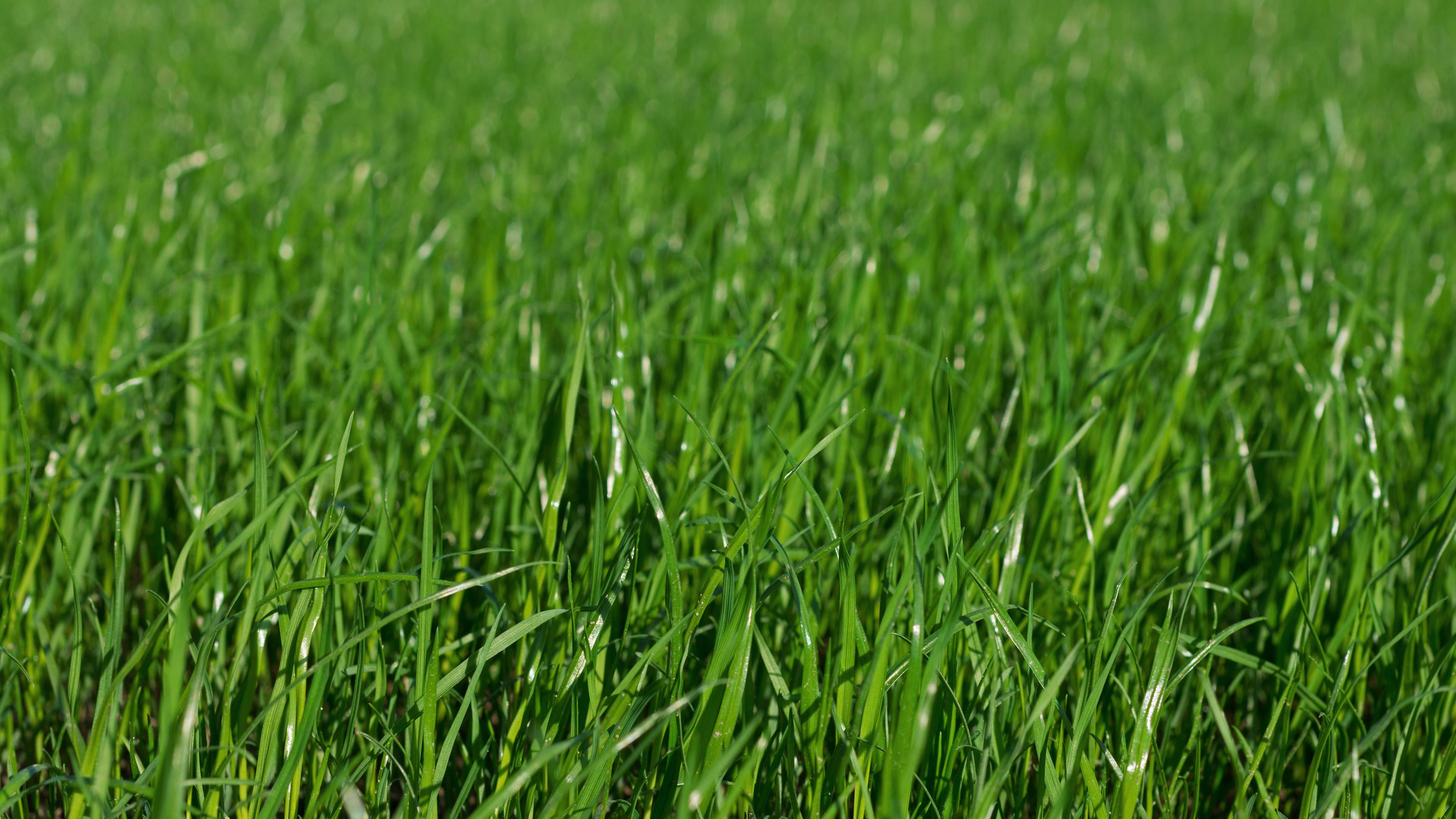 Nahaufnahme von grünem Rasen