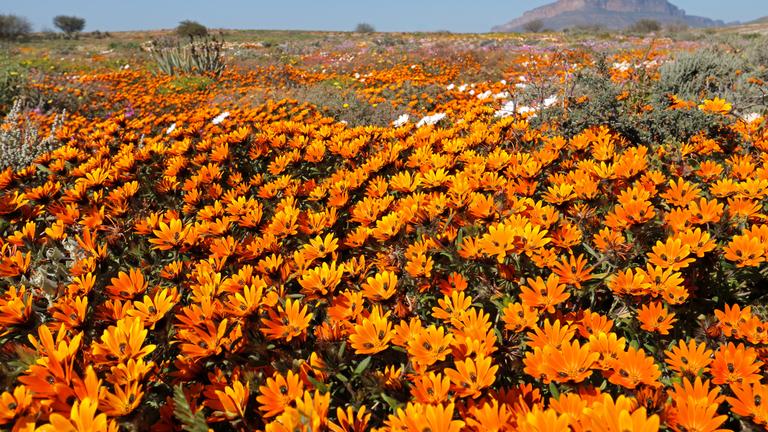 Farbenfroh blühende Namaqualand-Gänseblümchen (Dimorphotheca sinuata)