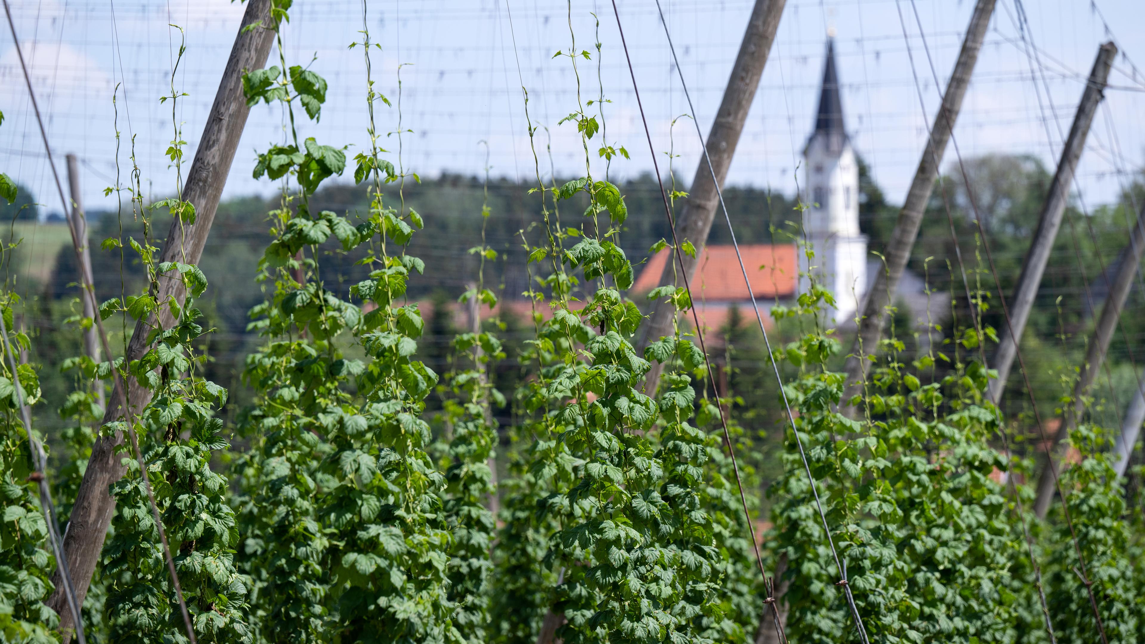 Hopfen