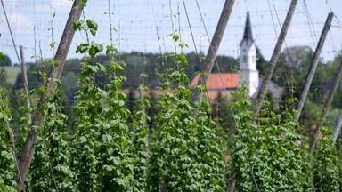 Hopfen