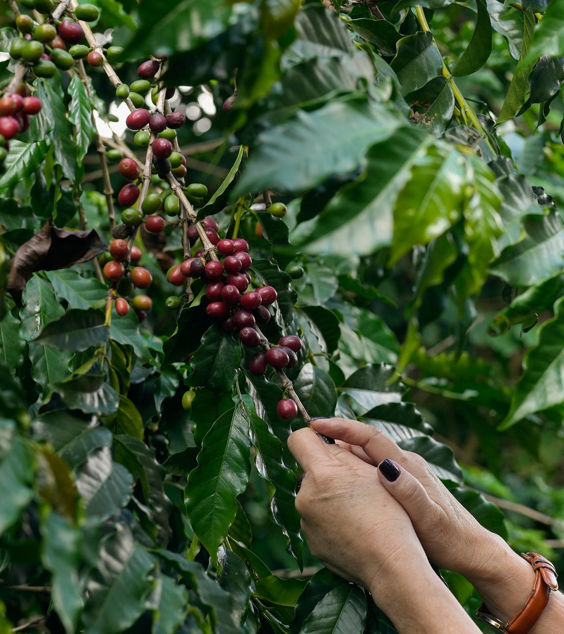Kaffee-Ernte in Brasilien
