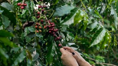 Kaffee-Ernte in Brasilien