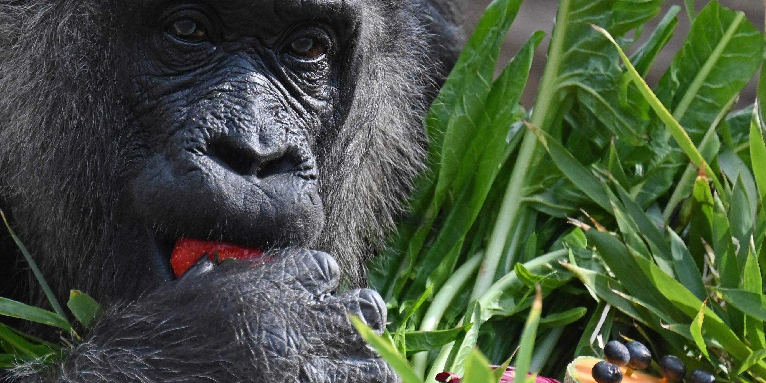 Gorilladame Fatou feiert 68. Geburtstag im Zoo Berlin