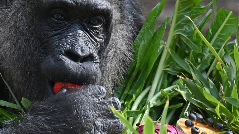 Gorilladame Fatou feiert 68. Geburtstag im Zoo Berlin