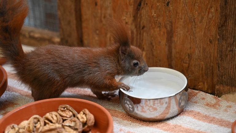 Auffangstation für Eichhörnchen in Teltow