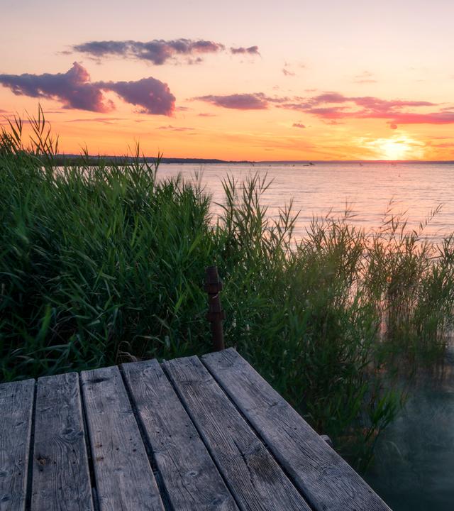 Stehend am Rande des Balaton im Schilf bei Sonnenuntergang