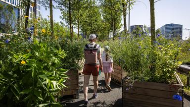 Amsterdam's 750th anniversary celebrations on car-free ring road