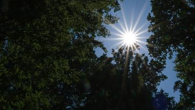 Sonne scheint durch Baumkronen
