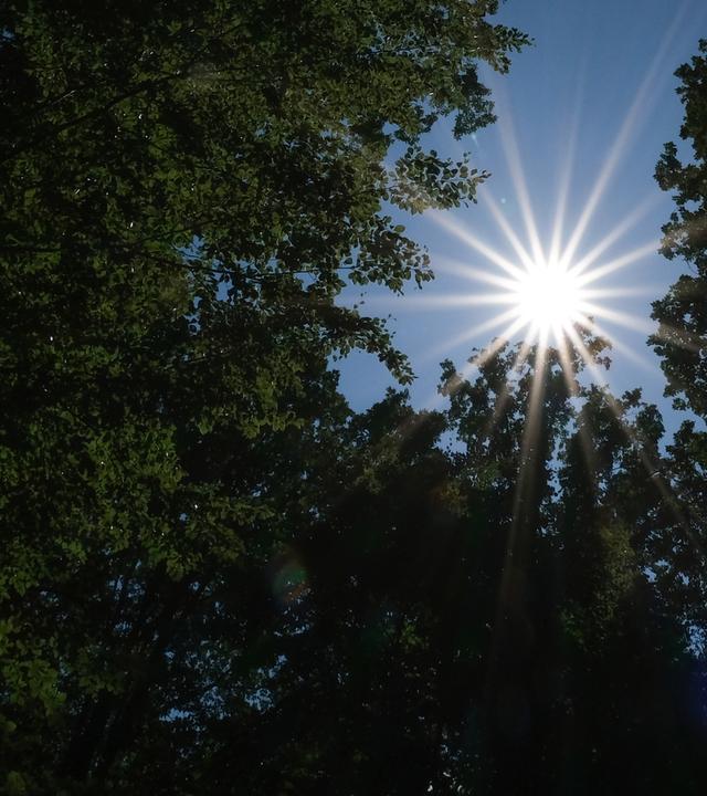 Sonne scheint durch Baumkronen