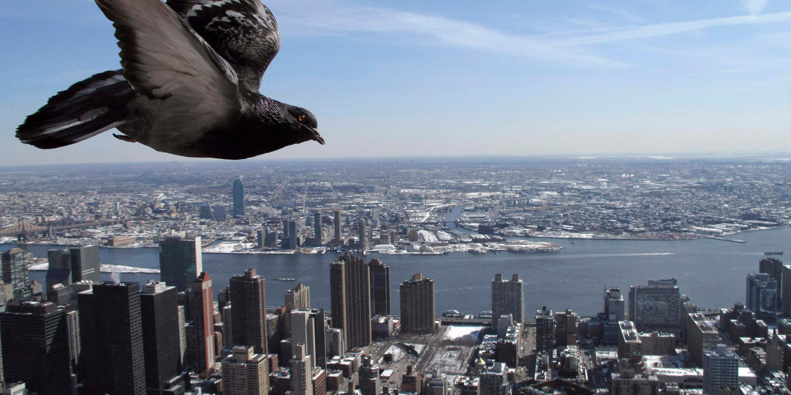 taube ueber new york